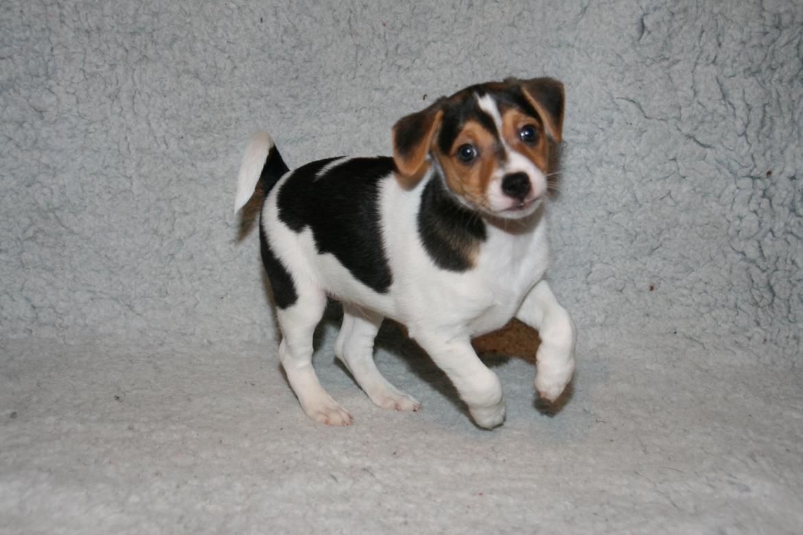 Dansk svensk gaardhund Red Robin Magic Mambo billede 1