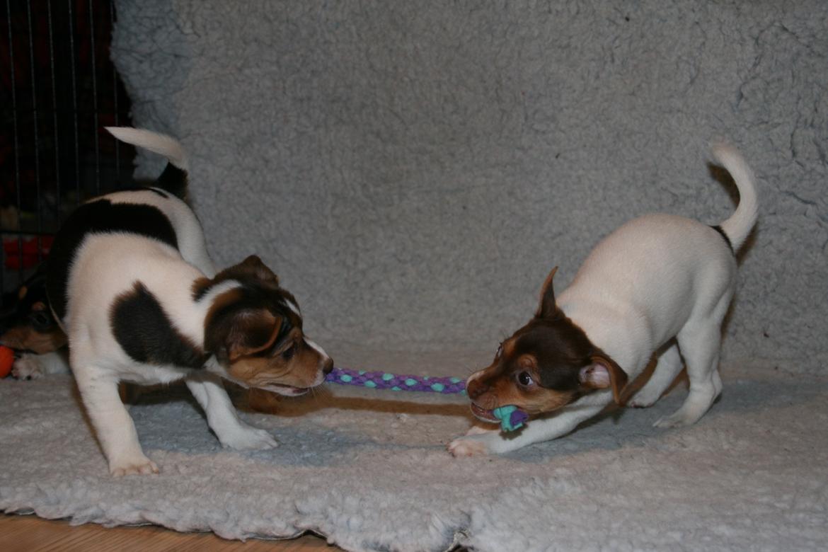 Dansk svensk gaardhund Red Robin Magic Mambo billede 15