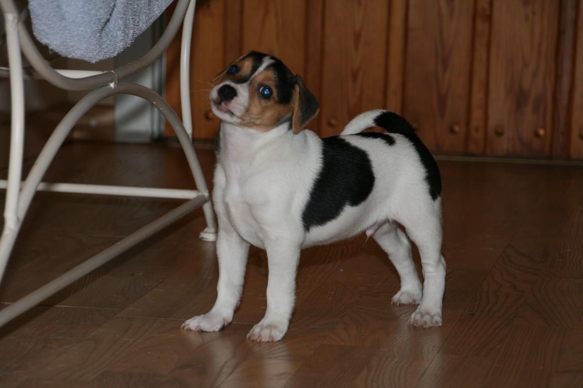 Dansk svensk gaardhund Red Robin Magic Mambo billede 16