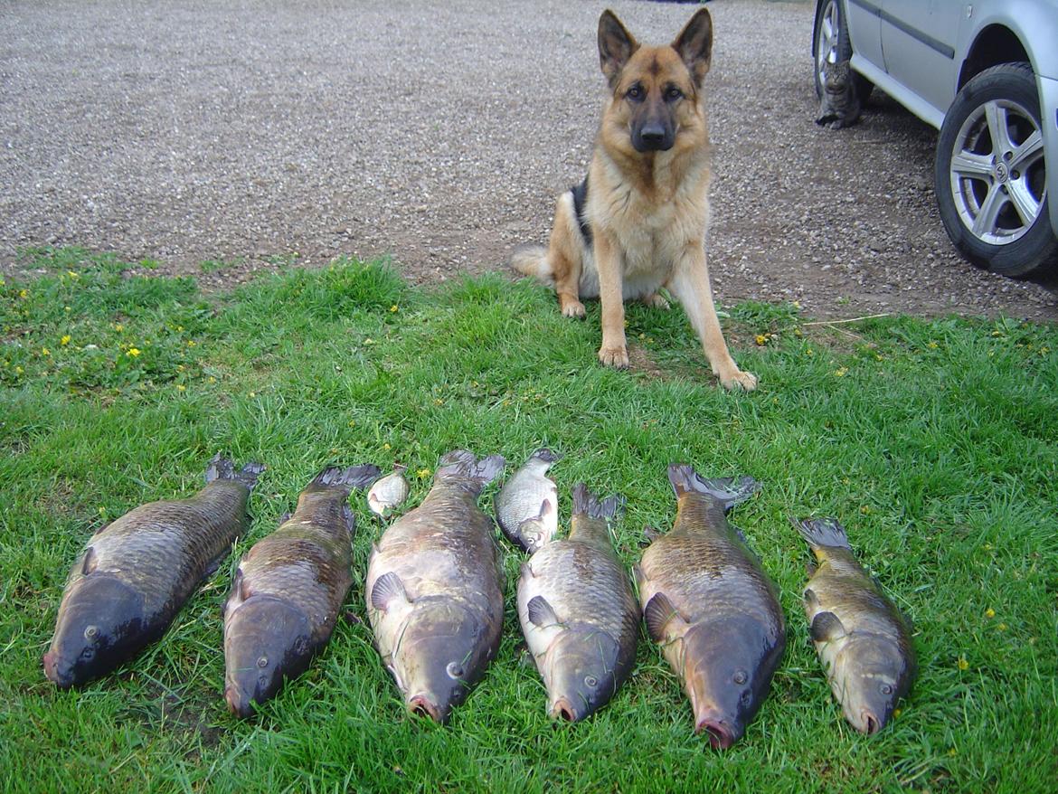 Schæferhund Ara - Nå Nå lille hund? stjæler du fisk som min far har fisket? =D billede 2
