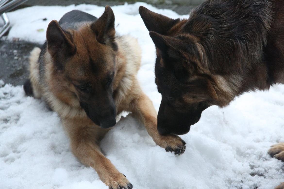 Schæferhund Ara - Ara og en anden hund. den lyse Scæfer er Ara :) billede 3