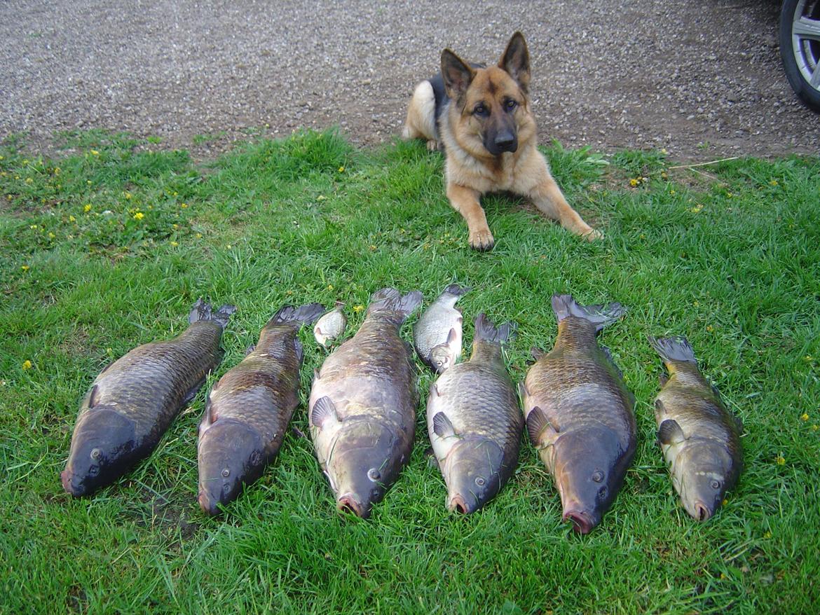 Schæferhund Ara - Fisketyv! =D billede 4
