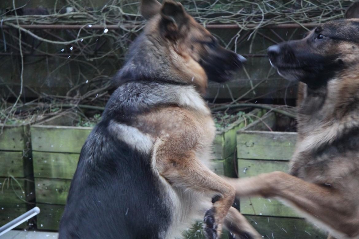 Schæferhund Ara - Hov hov!!......Flere billeder kommer :) billede 5