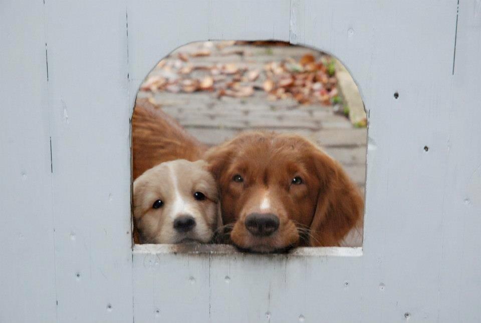 Nova scotia duck tolling retriever Susi - Himmelhund billede 1