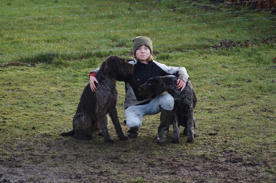 Ruhåret hønsehund Birkemosens Luchs billede 6