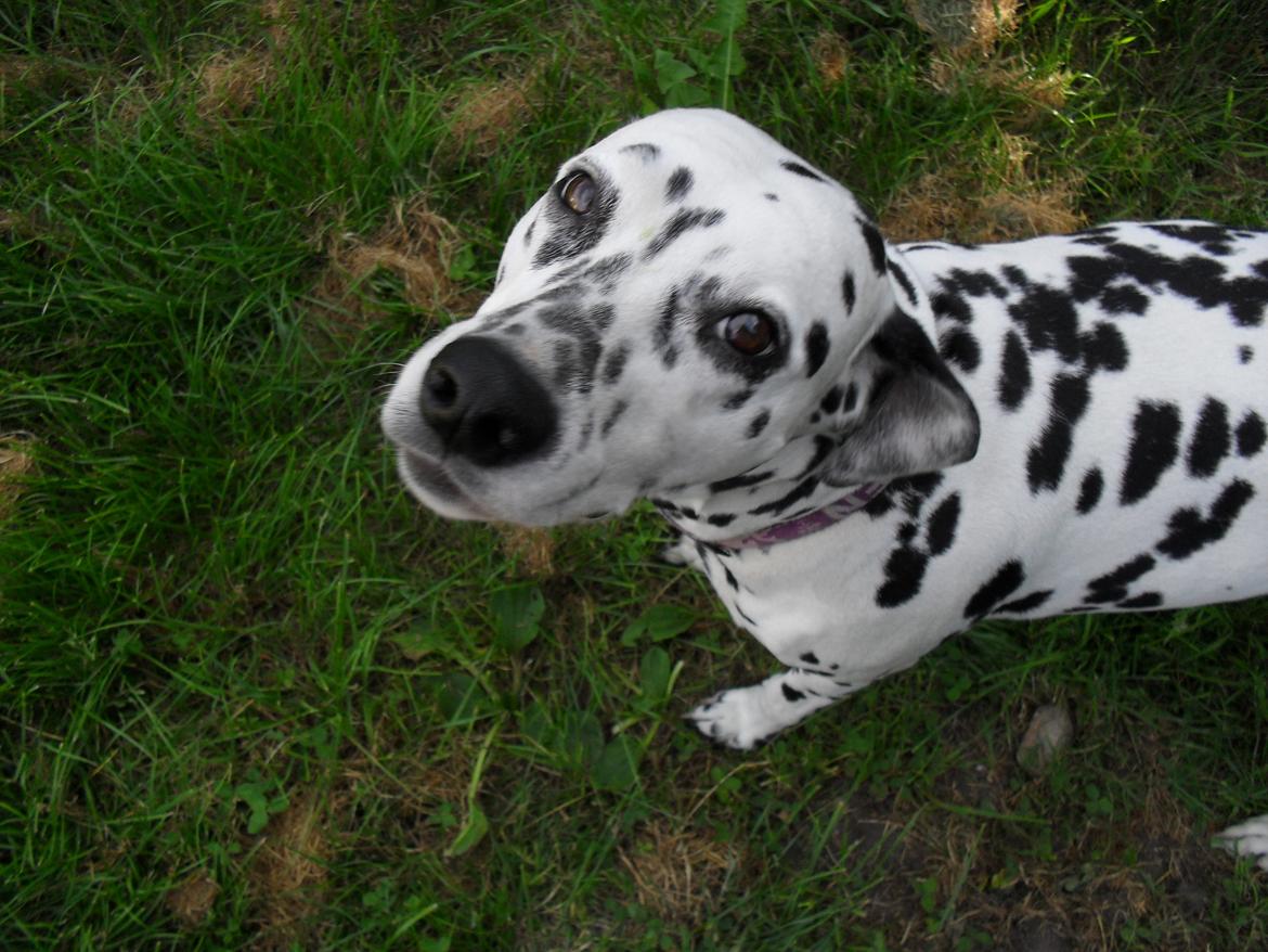 Dalmatiner Gaby - "pet me!!"  billede 17