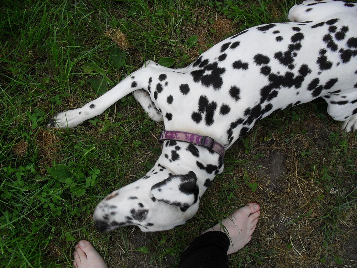 Dalmatiner Gaby - Se, hvor sød jeg er, jeg fortjener et lille venligt klap.. billede 18