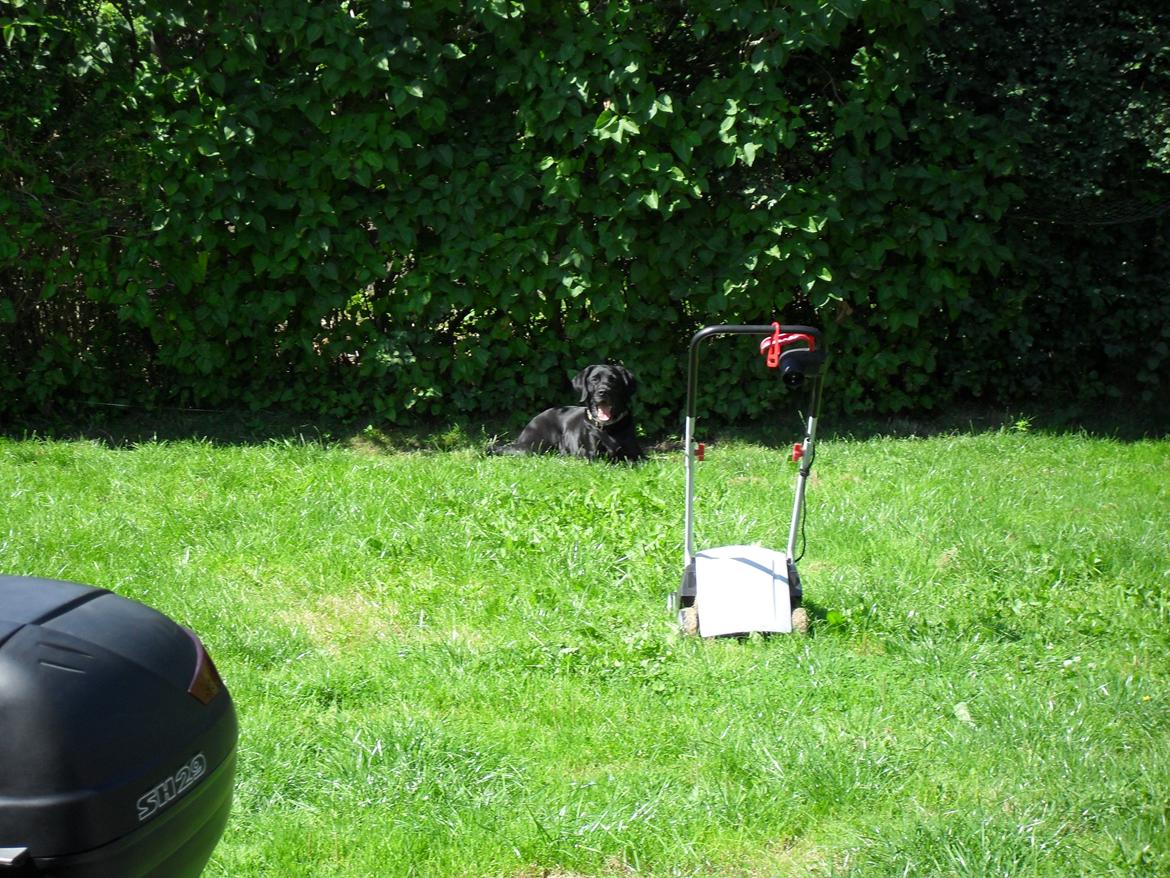 Blanding af racer Jilly - Favorit solsted - så kan man også holde øje med alle naboer.. billede 19