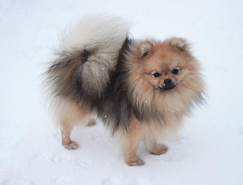 Pomeranian Dean - Ca. 10 mdr gammel - Snebamse!  billede 2