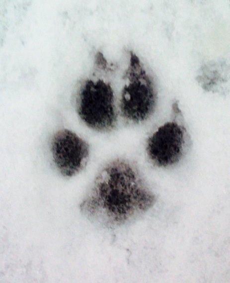 Pomeranian Topsy's Lasko billede 43