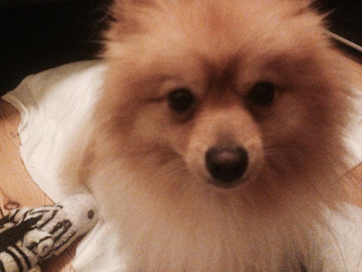 Pomeranian Topsy's Lasko billede 46