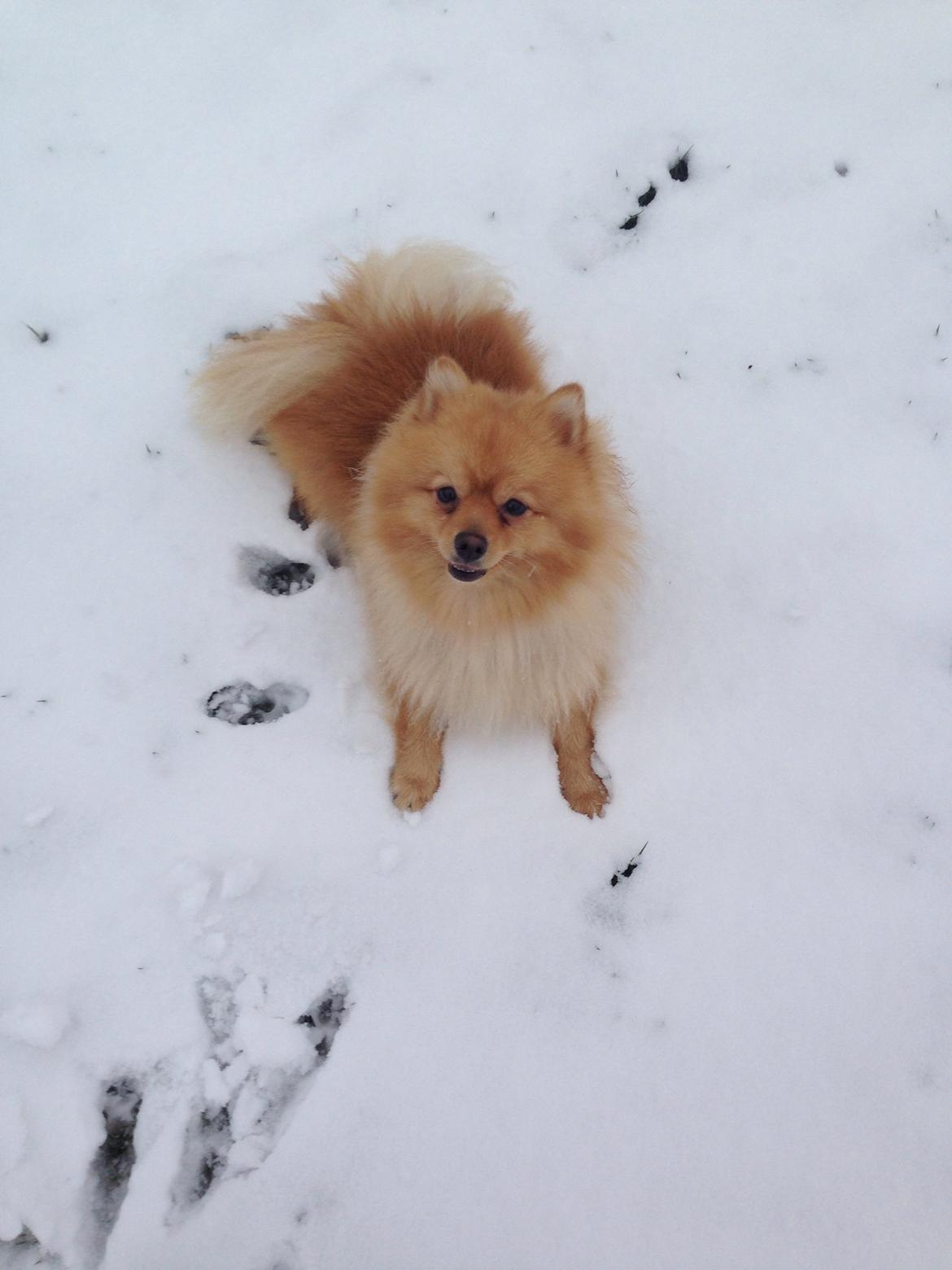 Pomeranian Topsy's Lasko billede 47