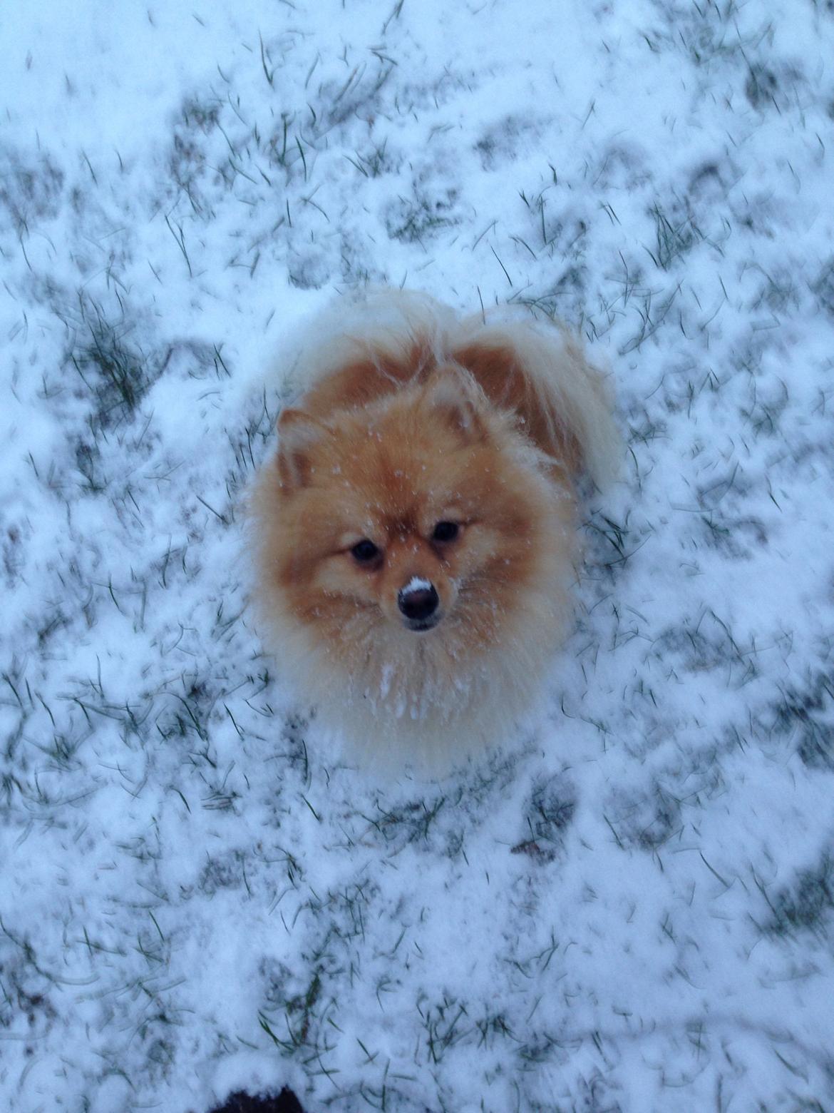 Pomeranian Topsy's Lasko billede 50