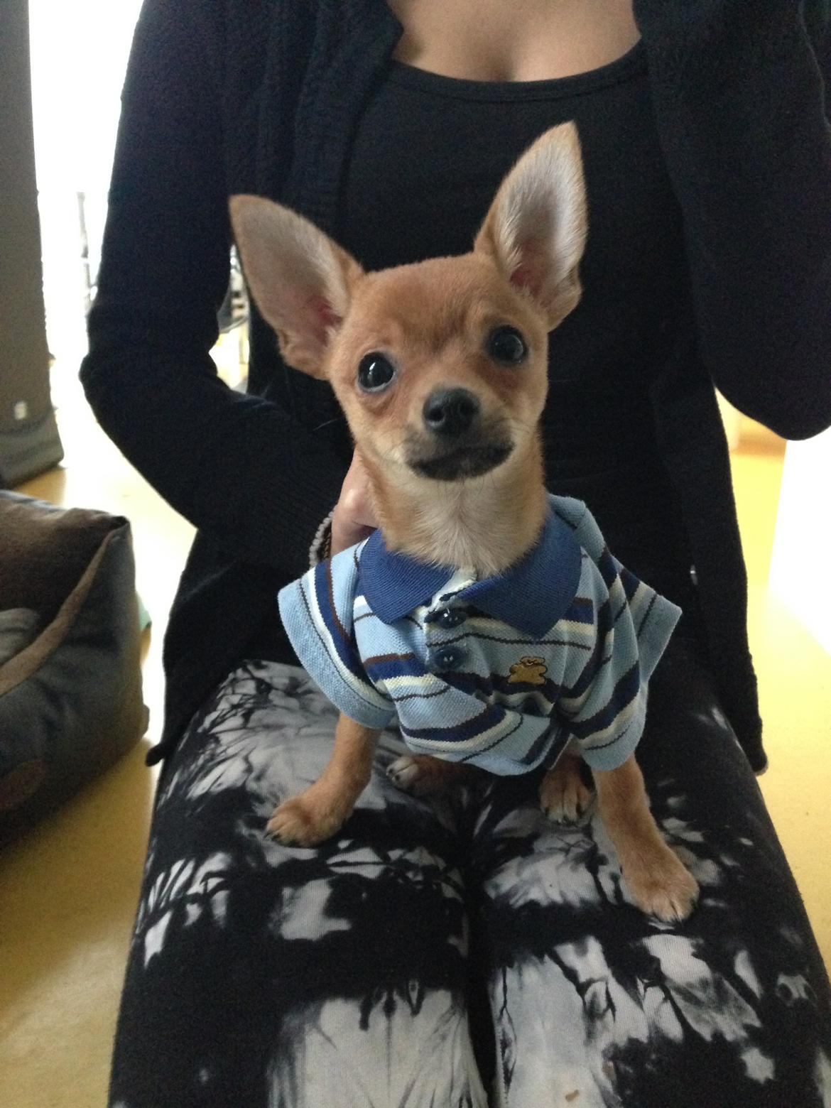 Chihuahua Balou billede 1