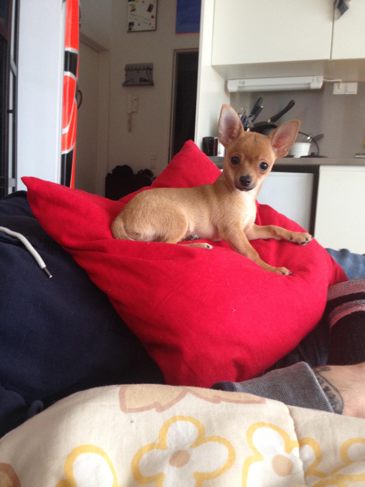 Chihuahua Balou billede 2