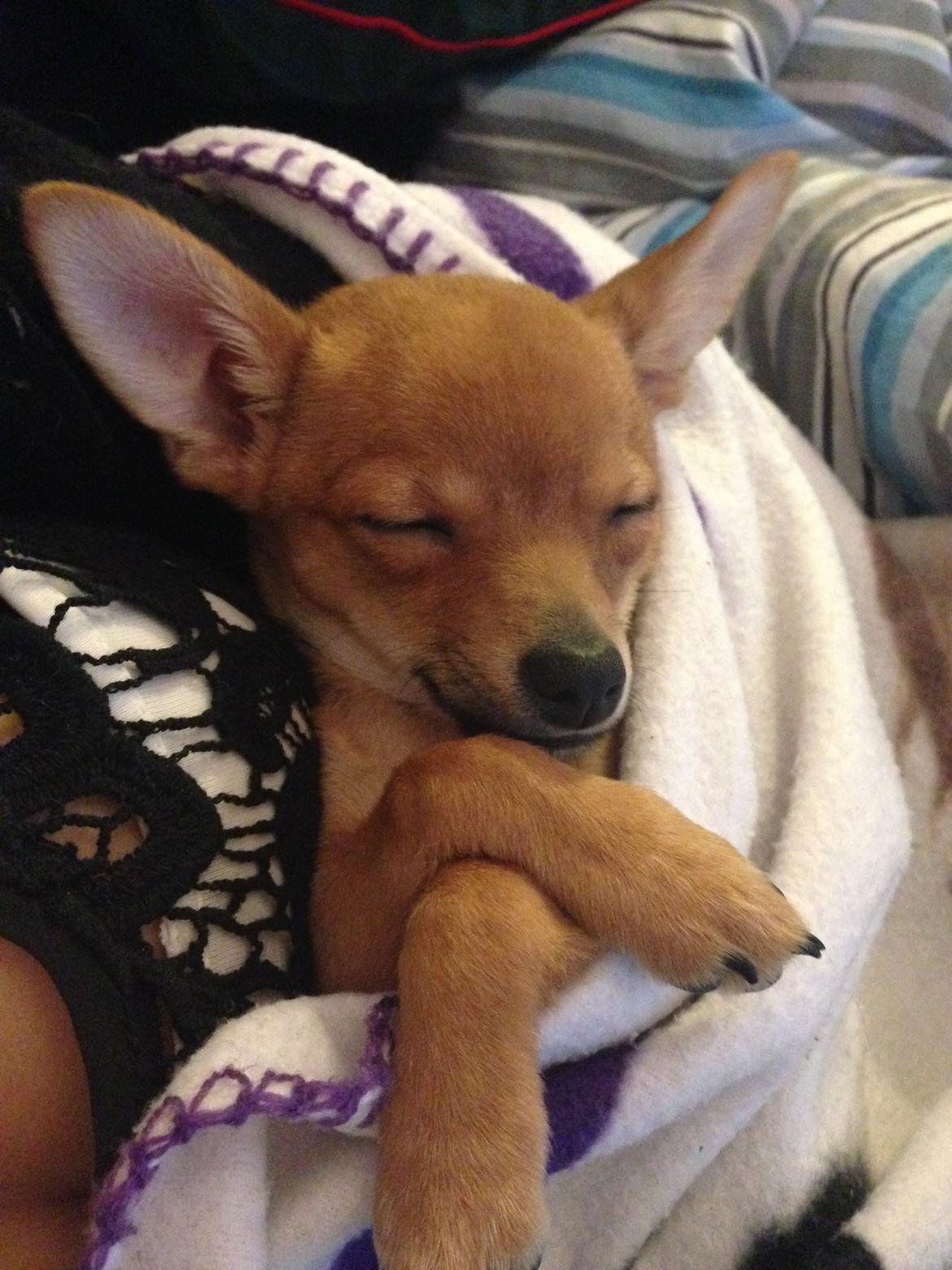 Chihuahua Balou billede 3