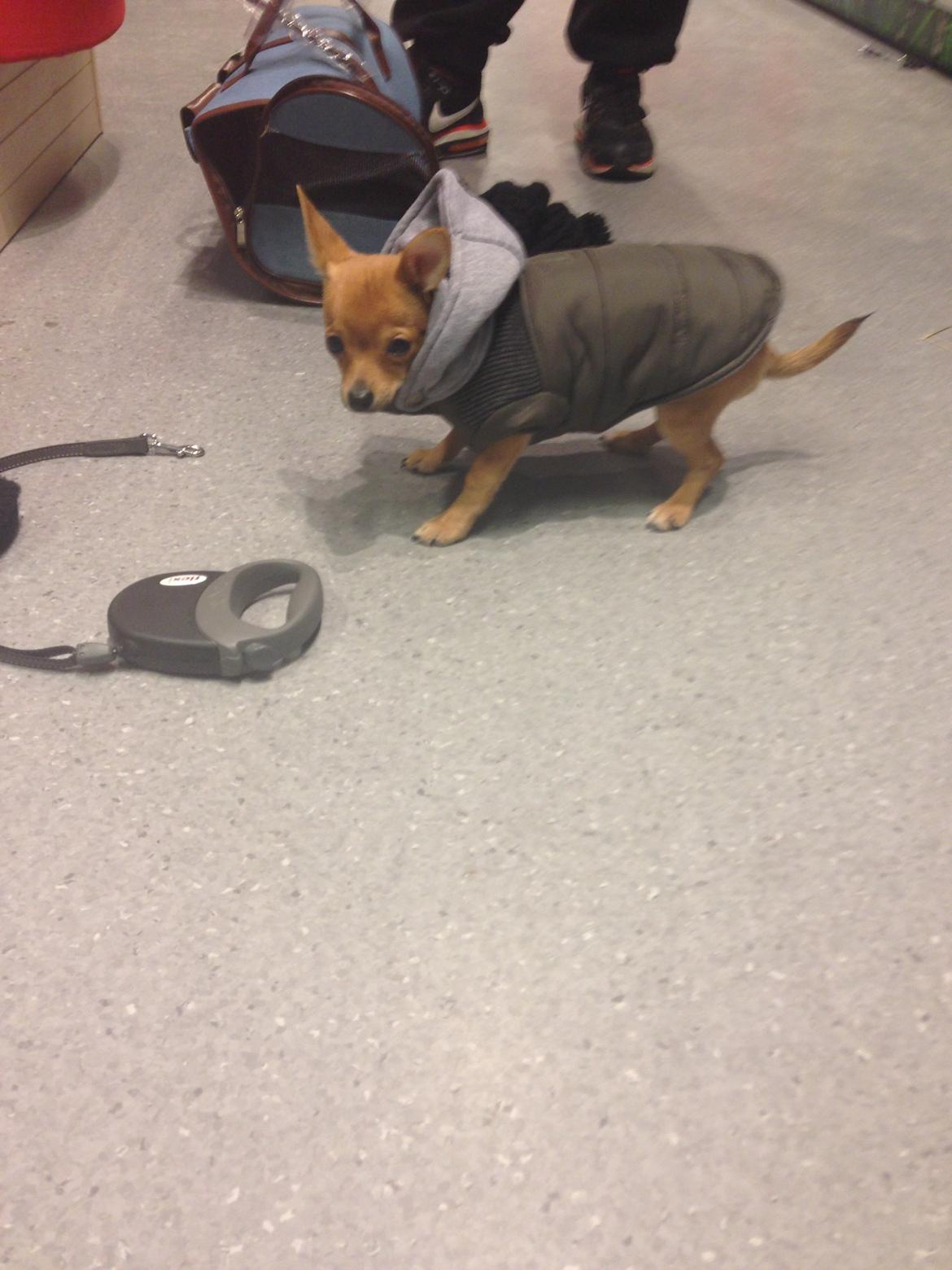 Chihuahua Balou billede 4