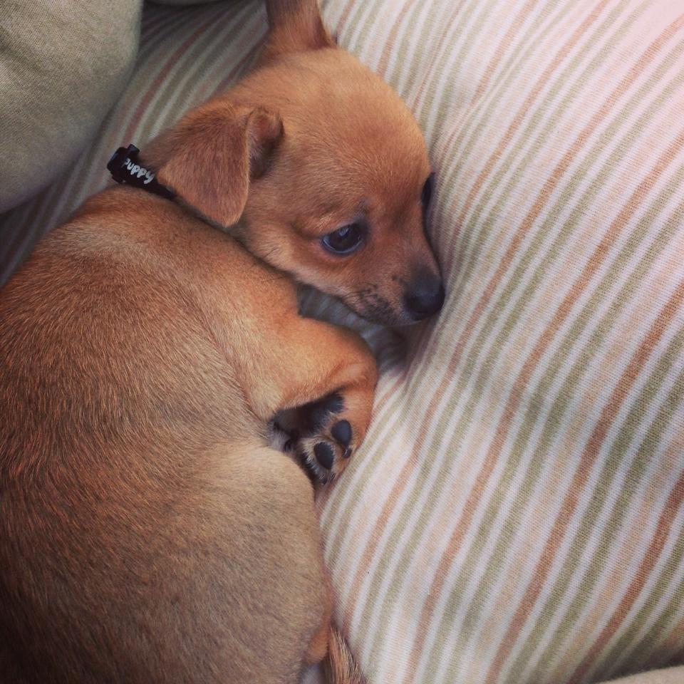 Chihuahua Balou billede 5