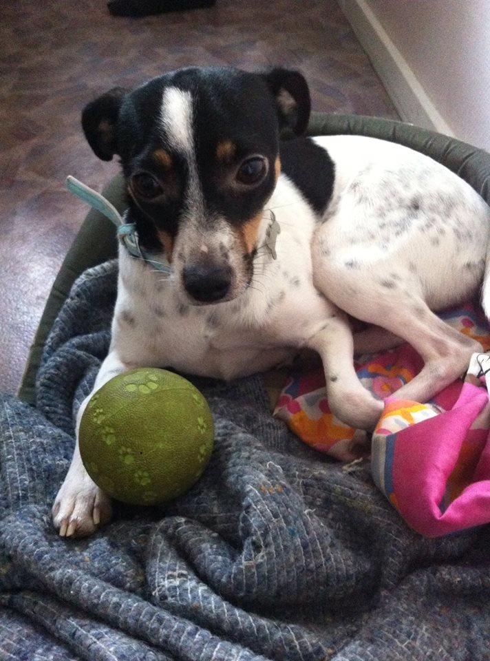 Dansk svensk gaardhund Bella billede 2