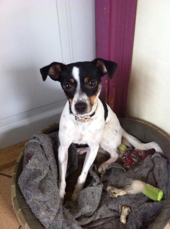 Dansk svensk gaardhund Bella billede 8