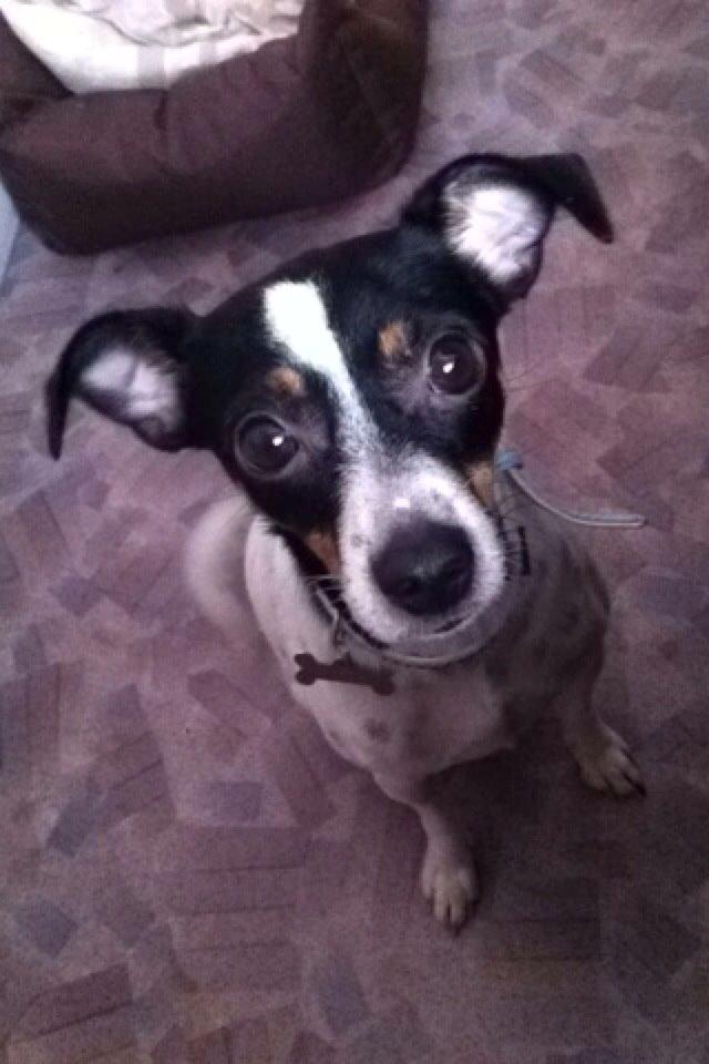 Dansk svensk gaardhund Bella billede 4