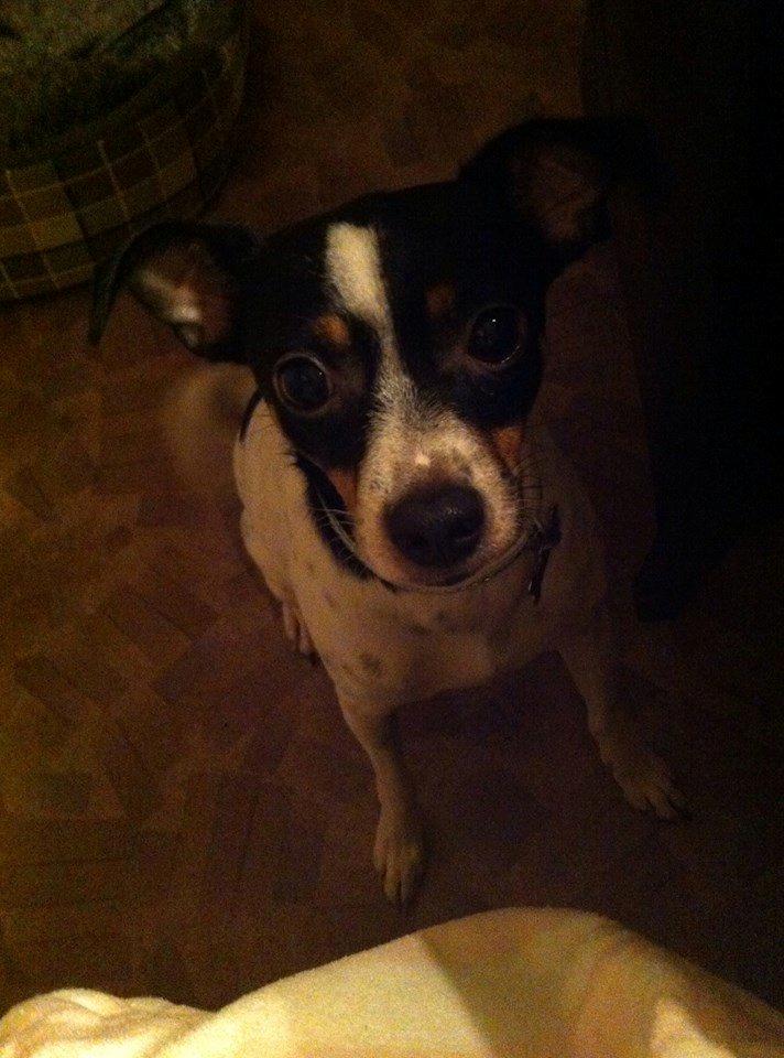 Dansk svensk gaardhund Bella billede 5