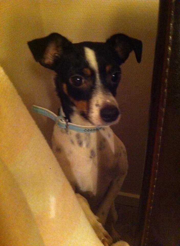 Dansk svensk gaardhund Bella billede 7