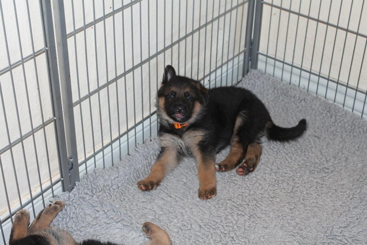 Schæferhund *Bosco* billede 32