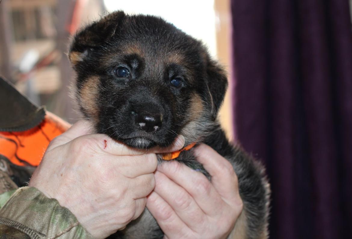 Schæferhund *Bosco* billede 21