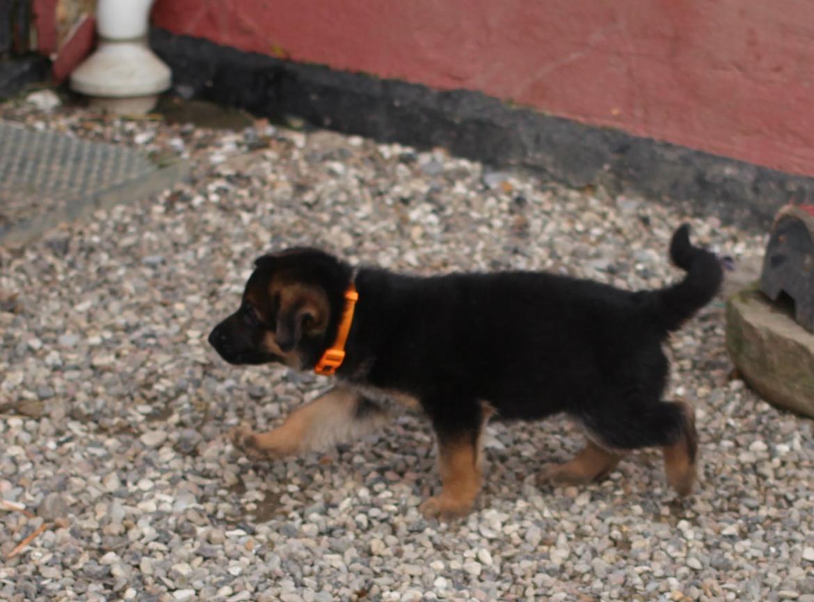 Schæferhund *Bosco* billede 25