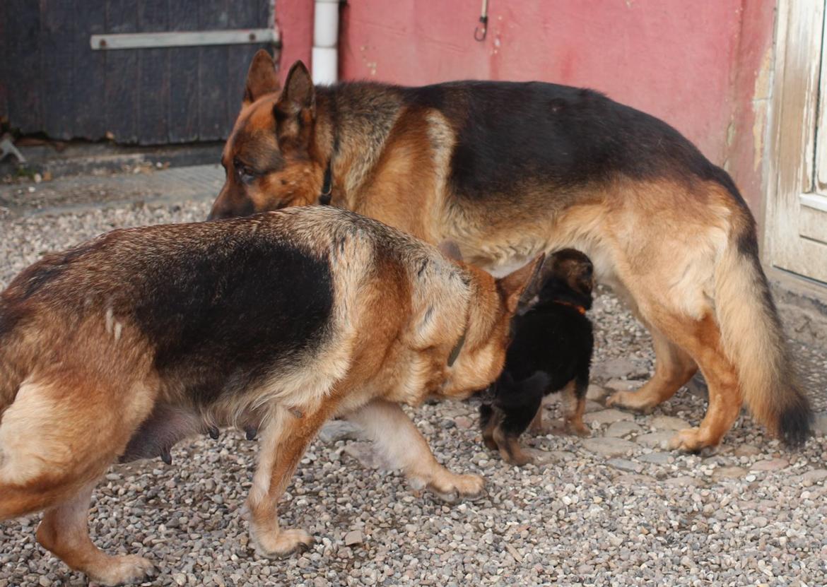 Schæferhund *Bosco* - ups.. tror det var bosco's far som han åbenbart tog fejl af da han skulle finde en tår mælk hos sin mor. billede 26
