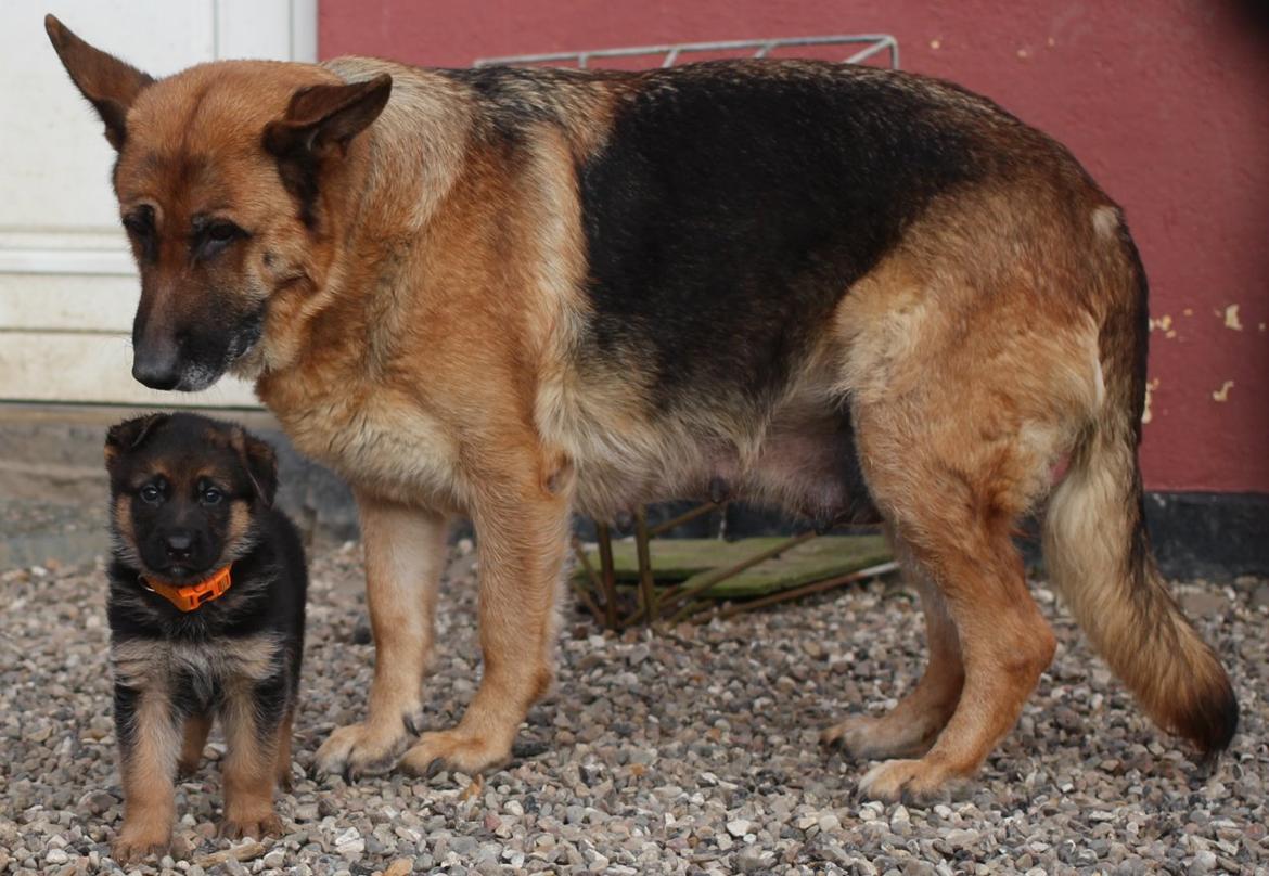 Schæferhund *Bosco* - Bosco og hans mor holly billede 27