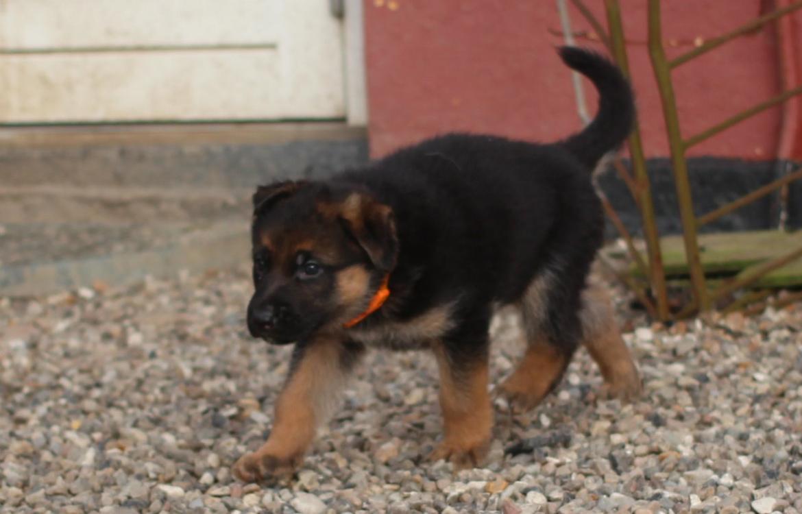 Schæferhund *Bosco* - Bosco tøffer rundt for at orintere sig i omgivelserne. billede 29