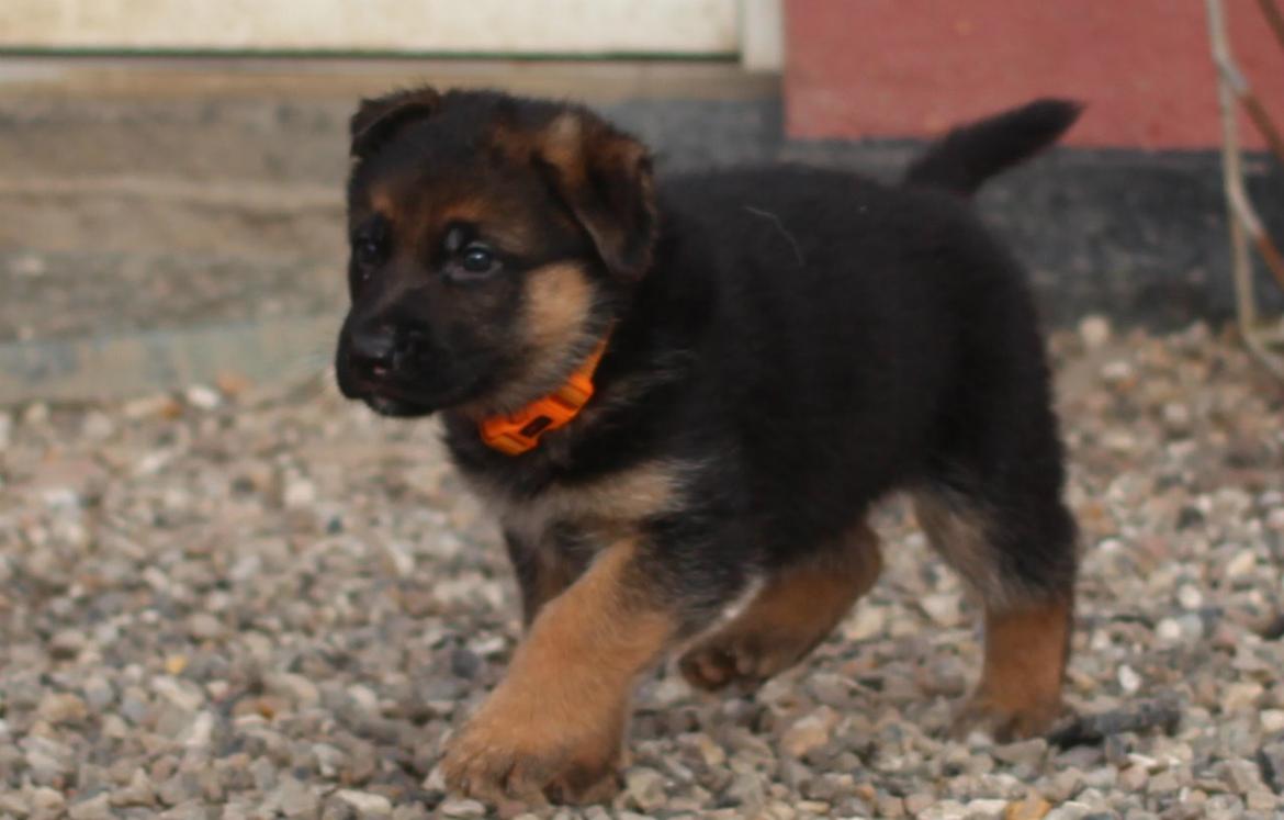 Schæferhund *Bosco* - Bosco billede 1