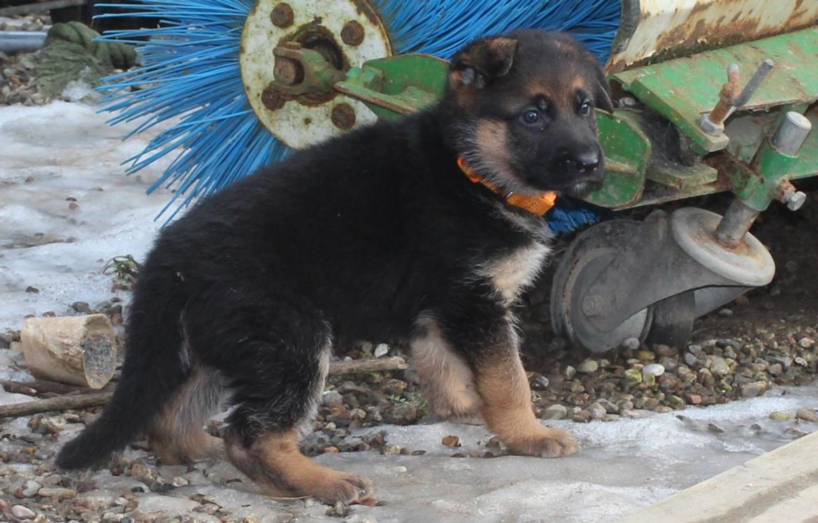 Schæferhund *Bosco* - opmærksomhed på omgivelserne billede 30