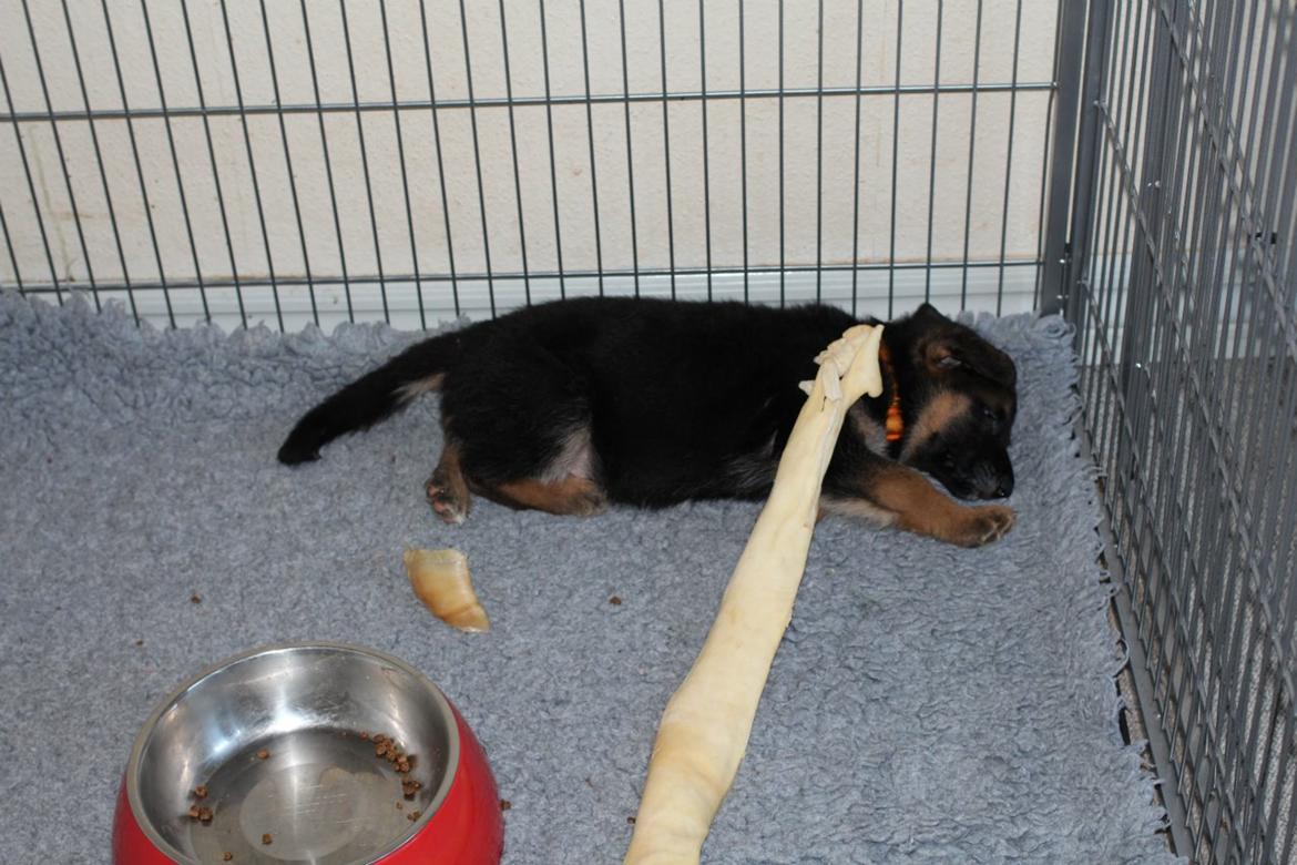 Schæferhund *Bosco* billede 33