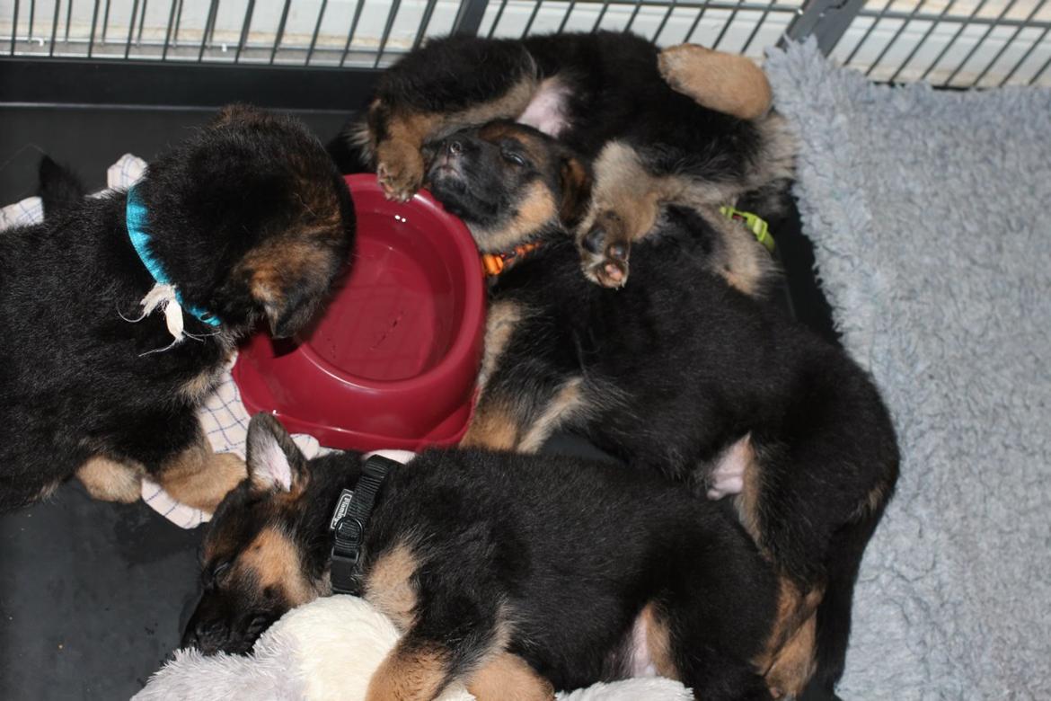 Schæferhund *Bosco* - Hvalpende drikker efter at have leget udenfor i det fine vejr billede 31