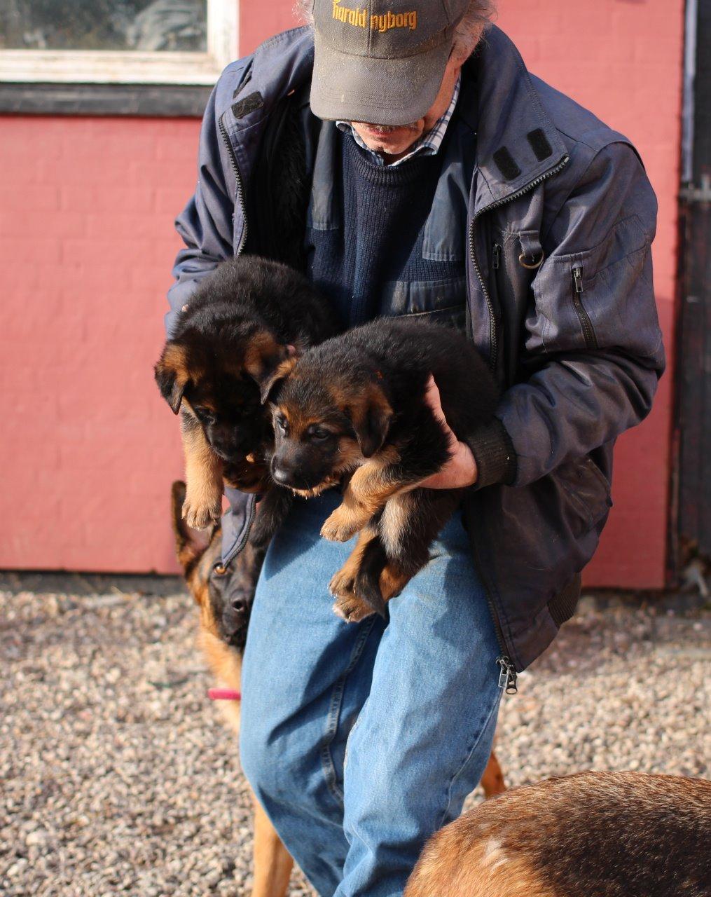 Schæferhund *Bosco* billede 20