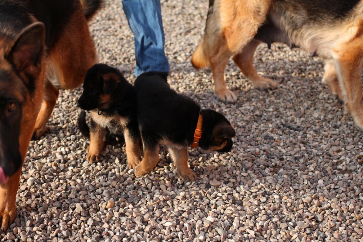 Schæferhund *Bosco* billede 22