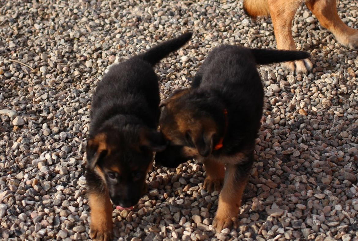 Schæferhund *Bosco* billede 23