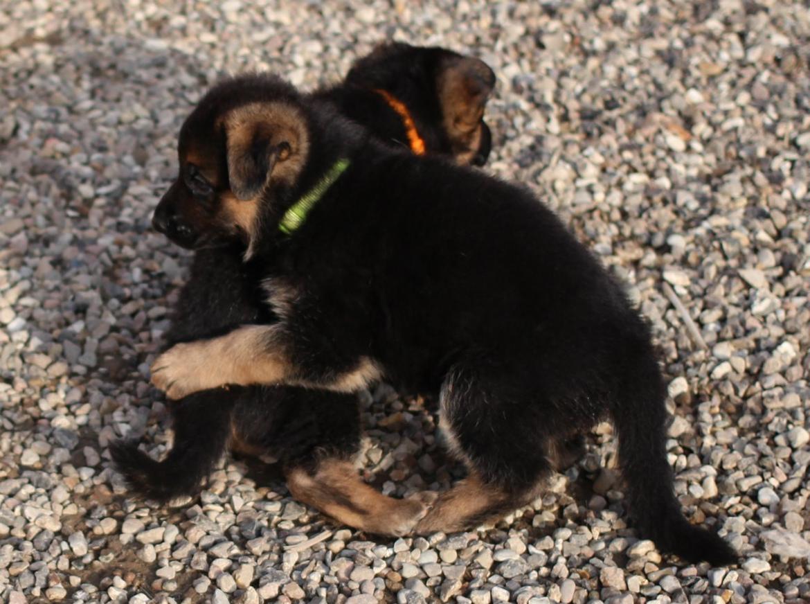 Schæferhund *Bosco* - Bosco & hans bror (Cato 2) leger billede 24