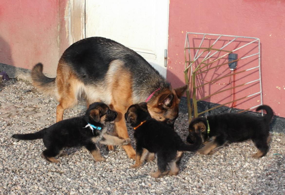 Schæferhund *Bosco* billede 28