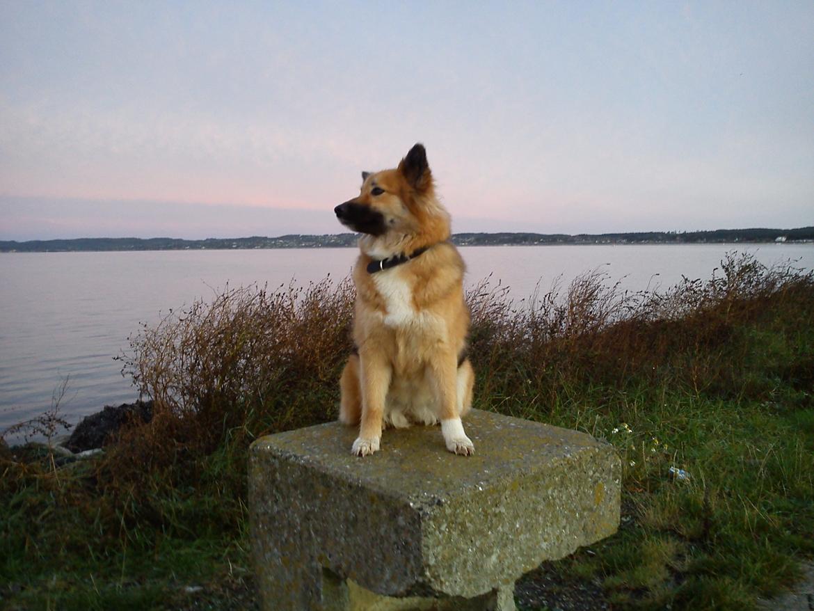 Islandsk fårehund Malou billede 20