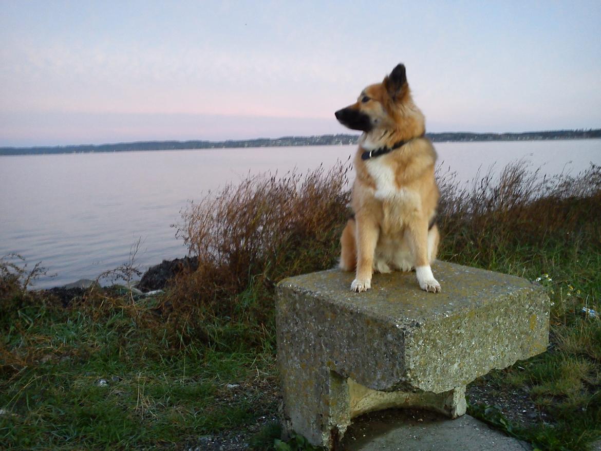 Islandsk fårehund Malou billede 21