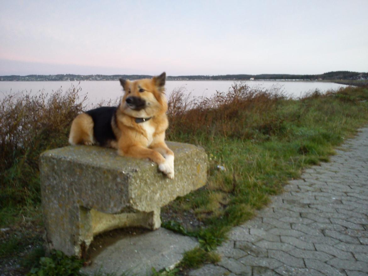 Islandsk fårehund Malou billede 22