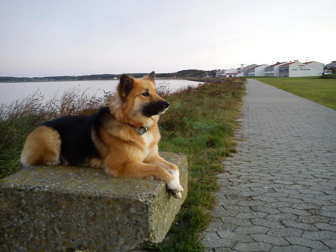 Islandsk fårehund Malou billede 23