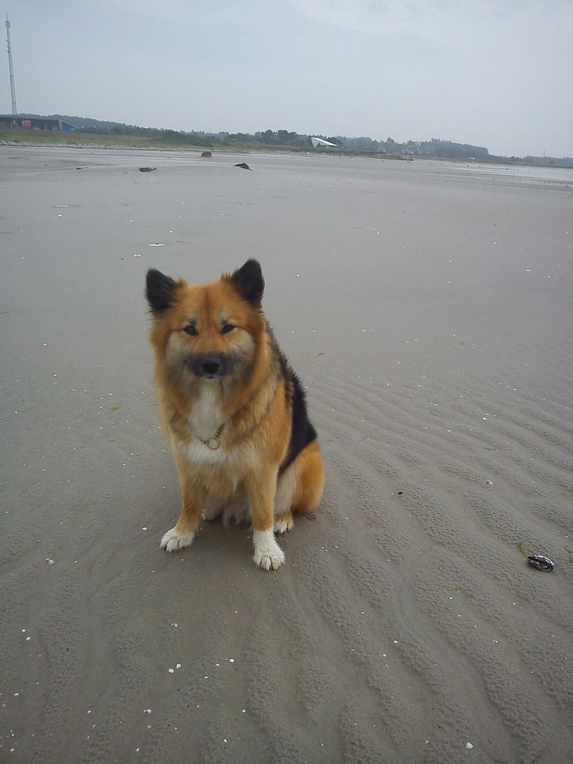 Islandsk fårehund Malou billede 24