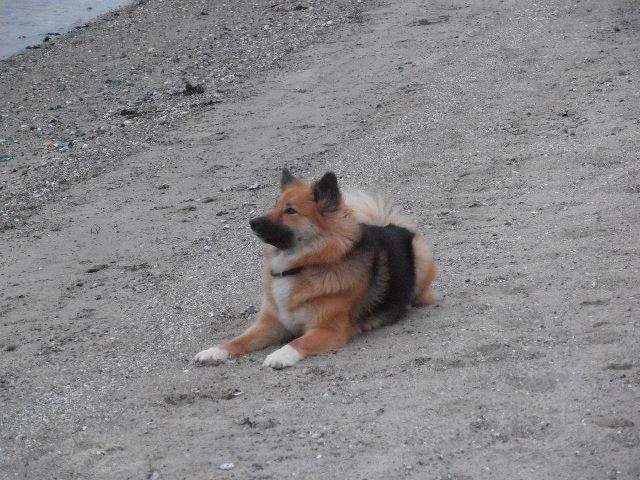 Islandsk fårehund Malou billede 25