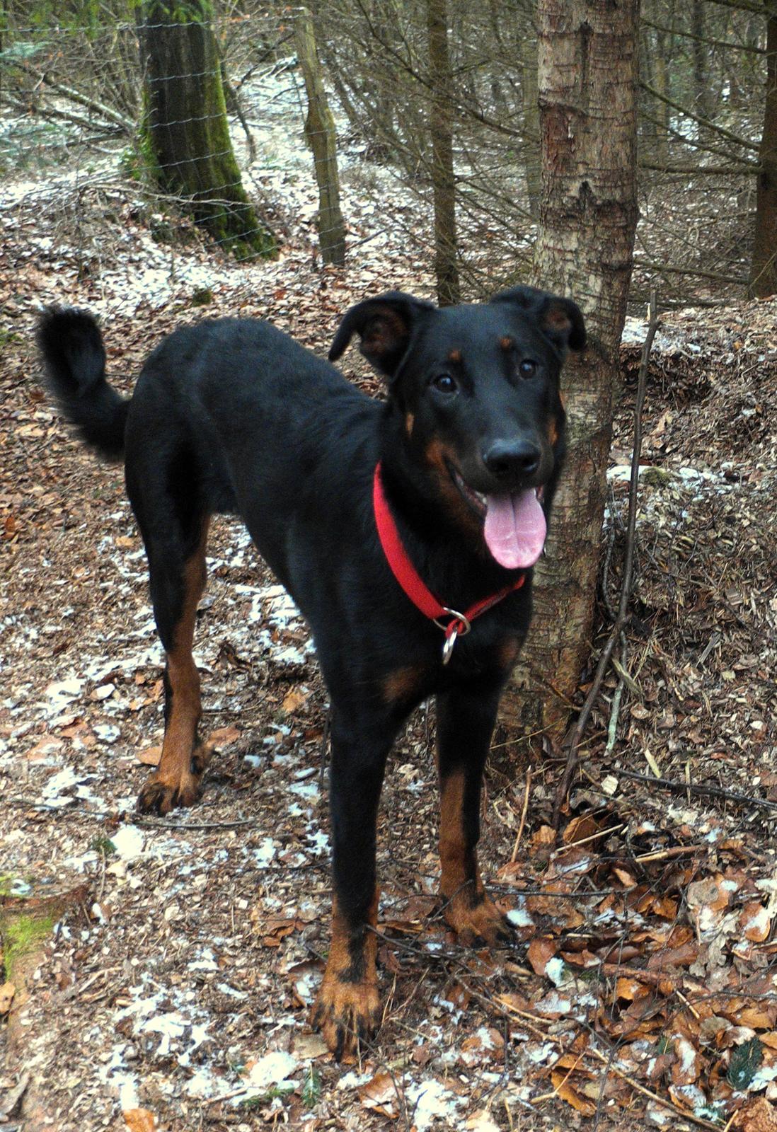 Beauceron Woodt Light Cooper billede 21