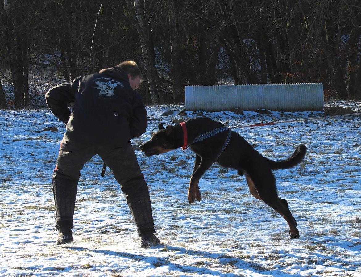 Beauceron Woodt Light Cooper billede 6